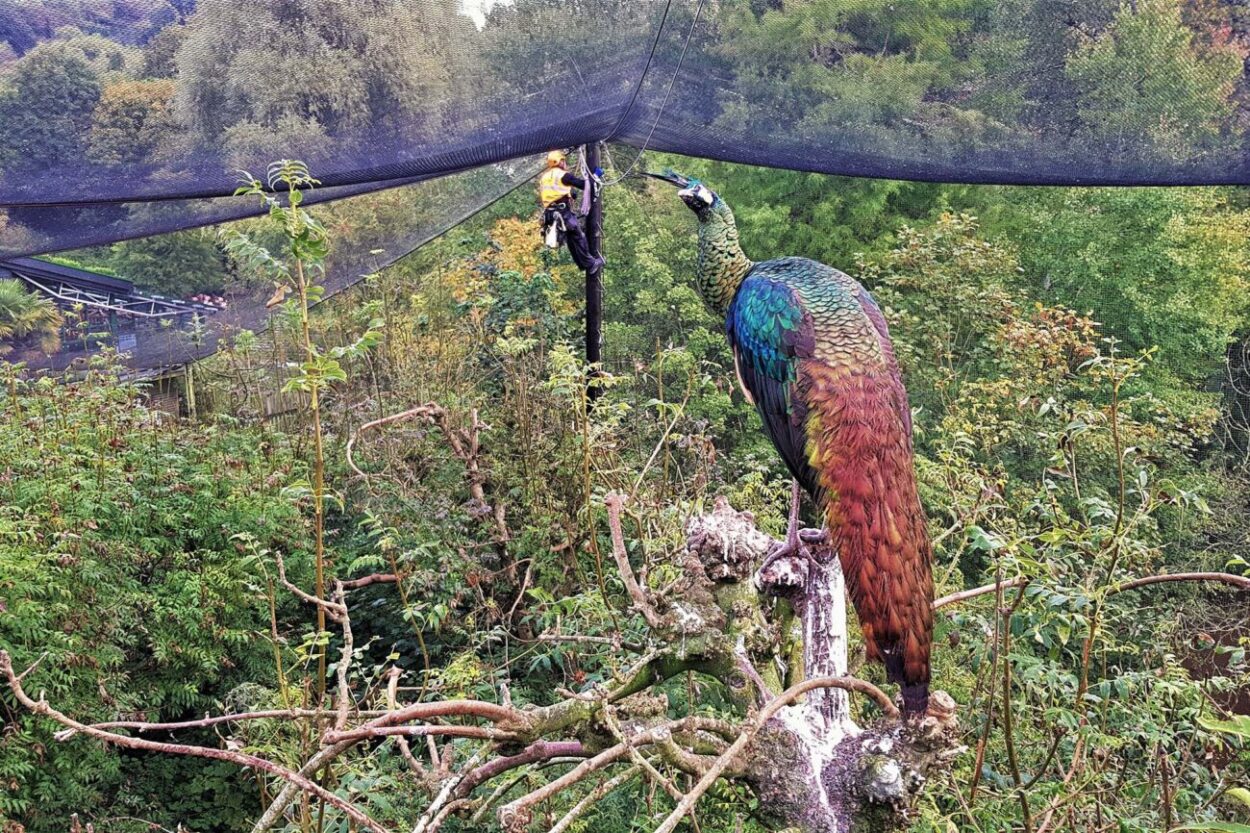 Alpha RAT engineer performing high-rise repair work