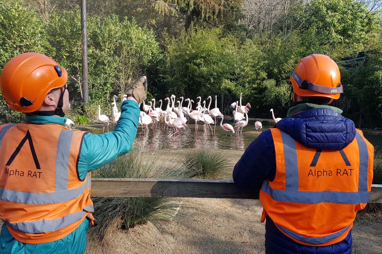 Aerial view of rope access engineers on industrial site